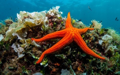 Más que solo bonitas: las curiosidades de las estrellas de mar en Chile