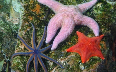 Curiosidades Sobre Las Estrellas de Mar