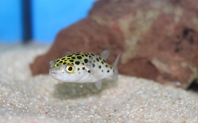 Puffer Moteado