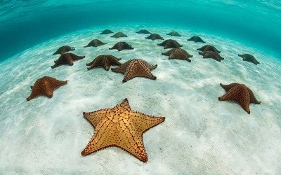 Variedades de Estrellas de Mar