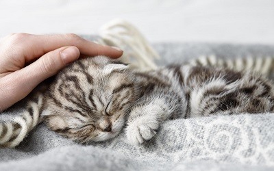 Cosejos Para Educar a Un Gato