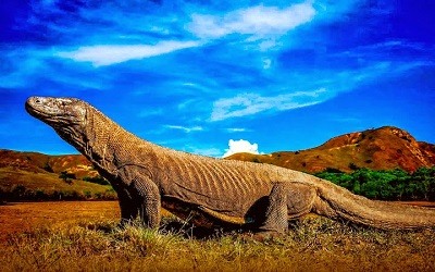 El Parque Nacional de Komodo Indonesia