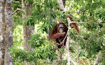 Tanjung Puting Indonesia