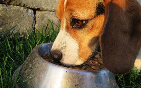 Cuidados y Alimentación Para Mascotas