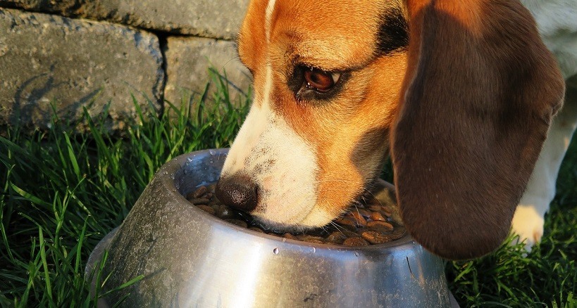 Cuidados y Alimentación Para Mascotas