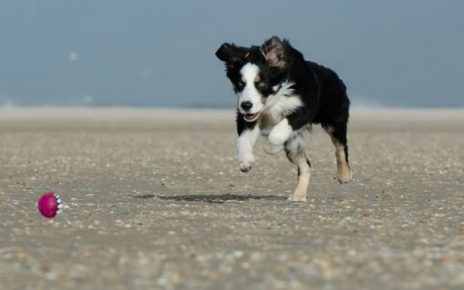 Ensenar a un perro a soltar la pelota