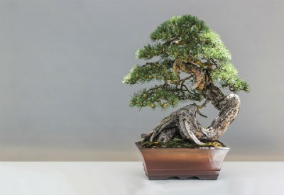 Bonsai como regalo de navidad