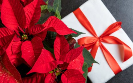 Regala plantas esta Navidad