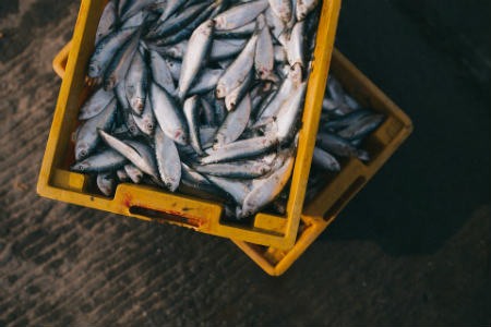 Beneficios del pescado fresco