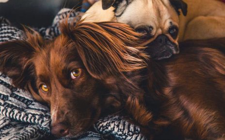 Llegado eterno para tu mascota fallecida