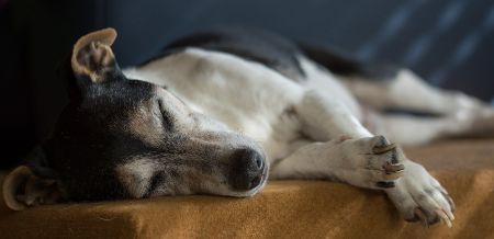 Perro Jack Russell