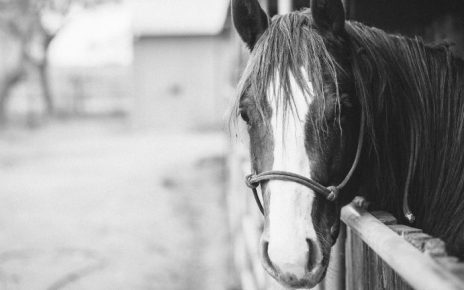 How to Start Your Own Horse Stable