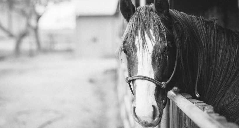 How to Start Your Own Horse Stable