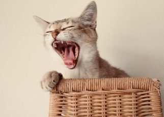 Cuidado bucal en mascotas