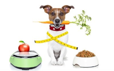 Alimentación correcta para perros