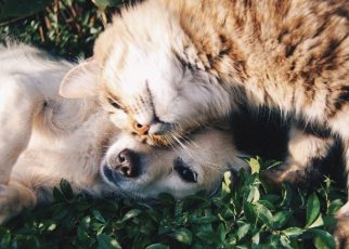 Cuida de tu mascota con los mejores productos