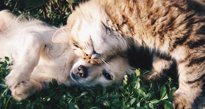 Cuida de tu mascota con los mejores productos