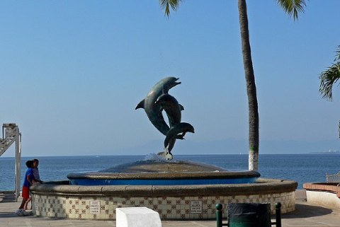 delfines en Puerto Vallarta