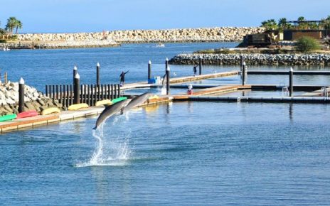 Los Cabos ofrece vivir aventura disfrutar con delfines