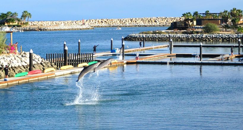 Los Cabos ofrece vivir aventura disfrutar con delfines