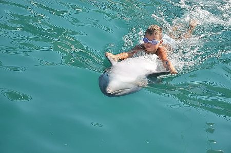 nado con delfines en Los Cabos