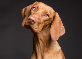 Perro