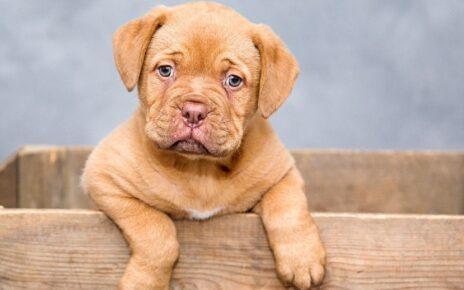Cachorro de perro