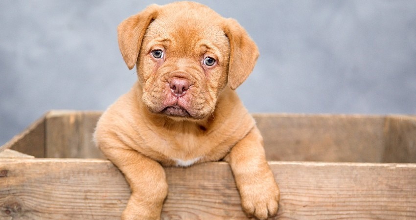 Cachorro de perro