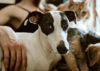 Recursos especializados para clínicas veterinarias