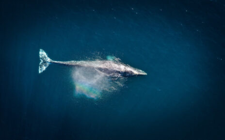 Ballena jorobada