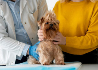 Veterinario