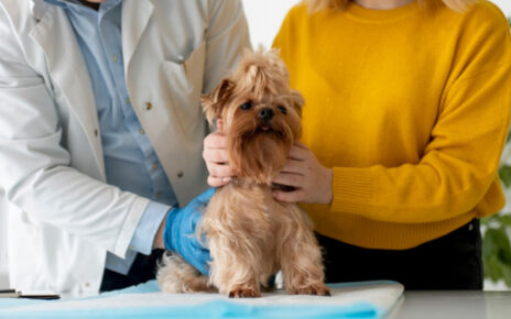 Veterinario