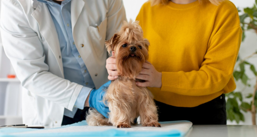 Veterinario